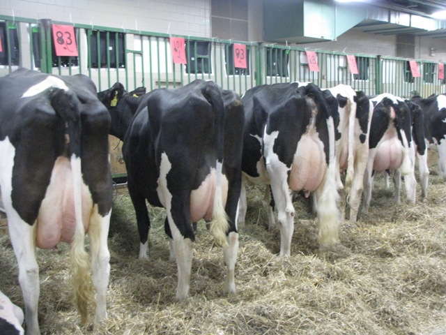 Dairy Agenda Today - Dairy News