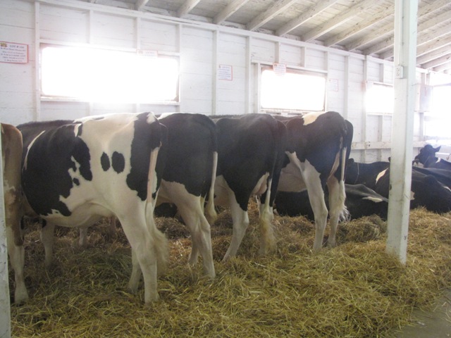 Dairy Agenda Today - Dairy News